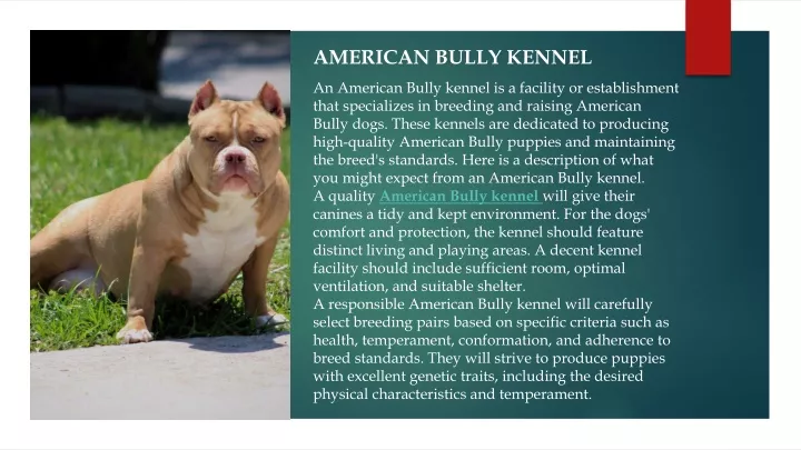 american bully kennel