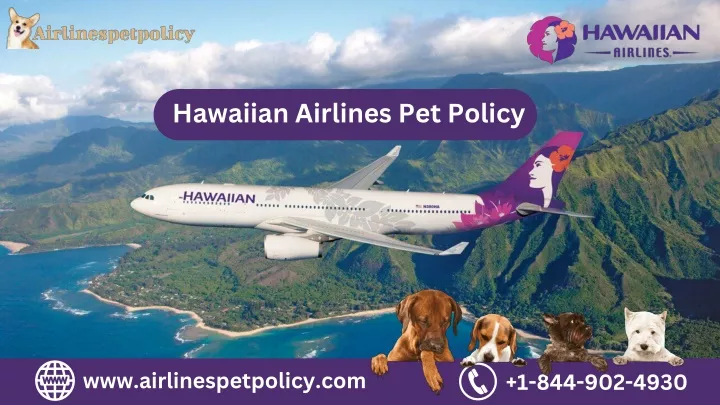hawaiian airlines pet policy