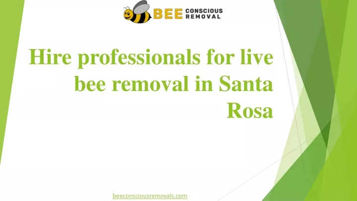 hire professionals for live bee removal in santa rosa