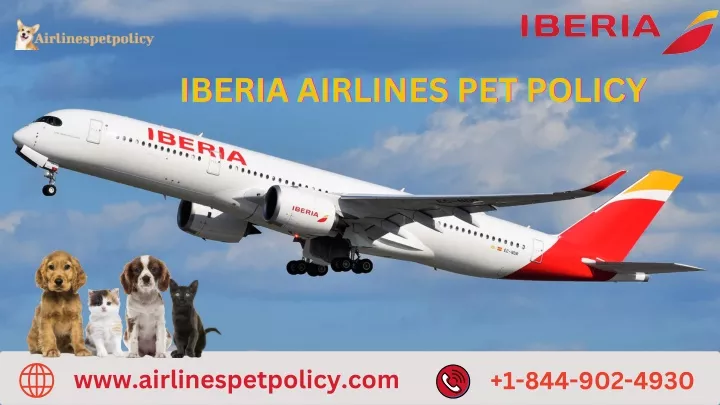 iberia airlines pet policy iberia airlines