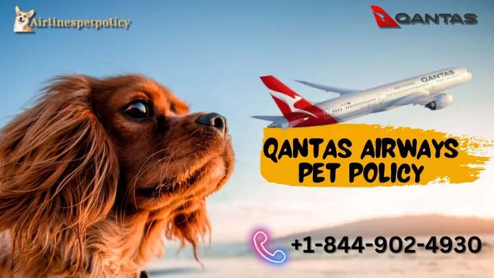 qantas airways pet policy 1 844 902 4930