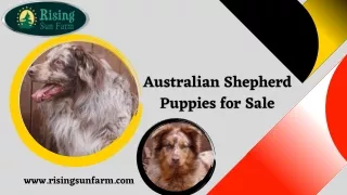 Australian Shepherd Puppies for Sale: Find Your Perfect Companion!