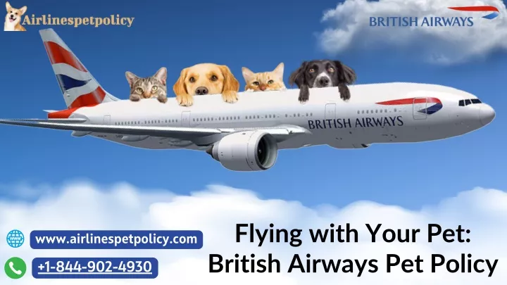 flying with your pet british airways pet policy