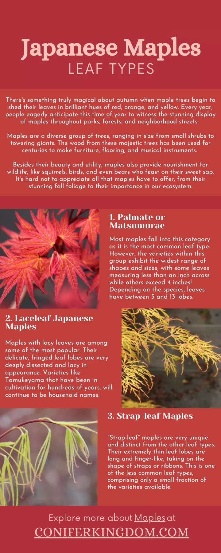 japanese maples leaf types