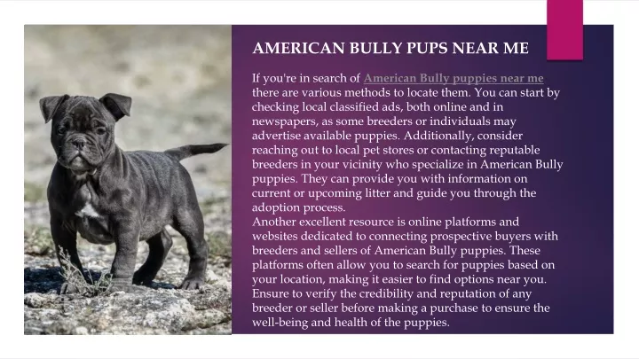 american bully pups near me