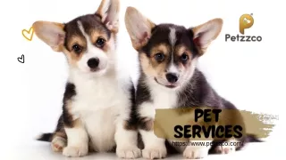 Pet Services - Find Your Furry Friend's Perfect Playmate
