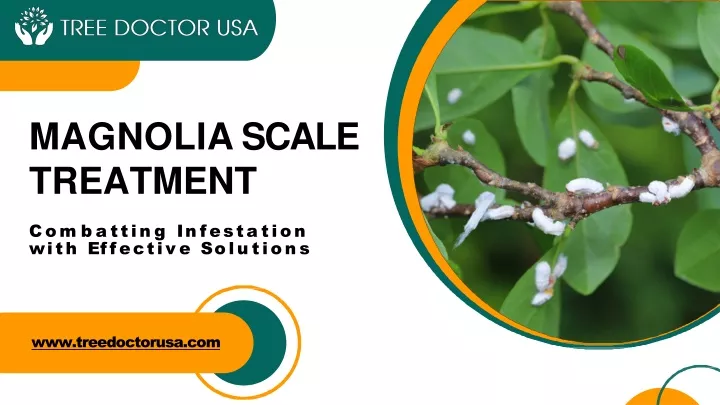 magnolia scale treatment