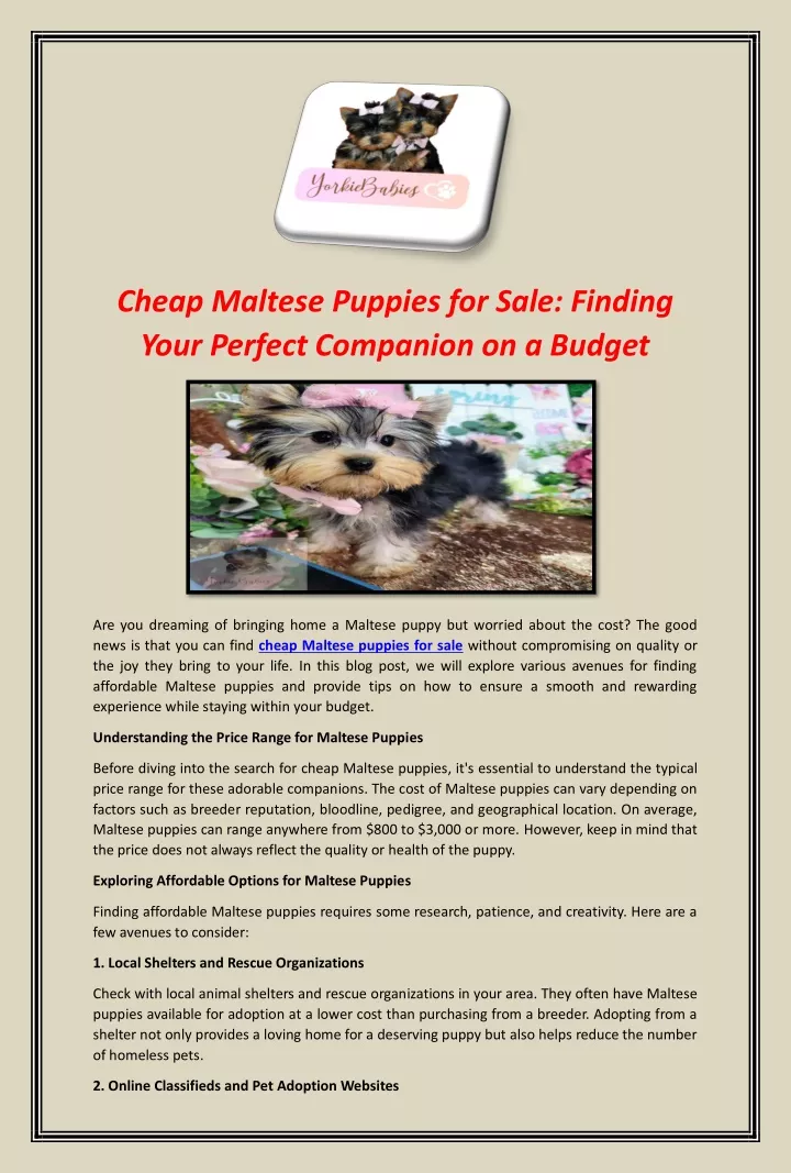 cheap maltese puppies for sale finding your