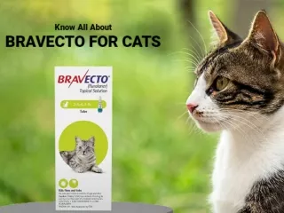 Know All About Bravecto For Cats