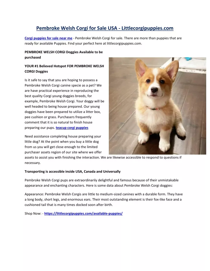 pembroke welsh corgi for sale