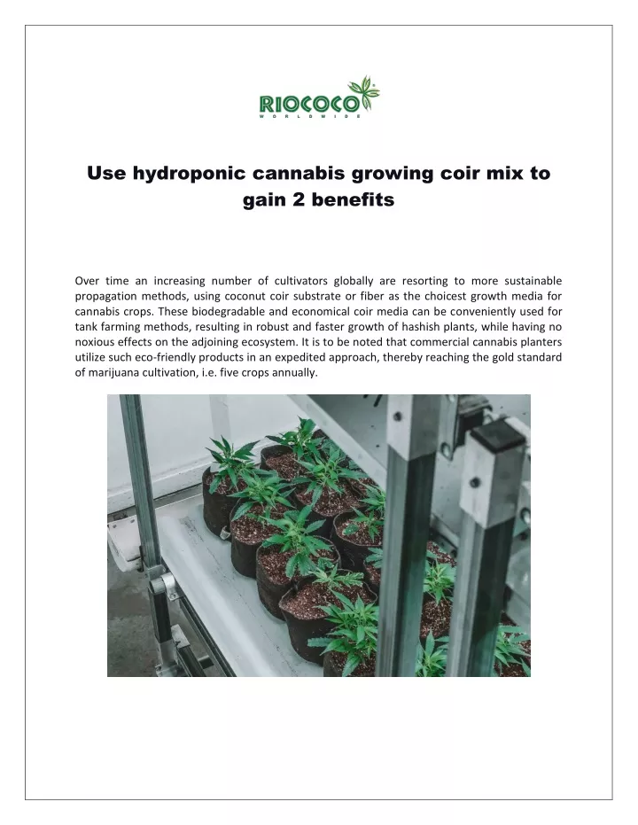 use hydroponic cannabis growing coir mix to gain