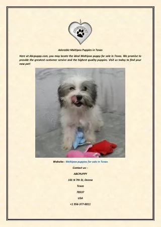 adorable maltipoo puppies in texas