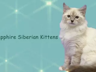 Siberian Cat Breeders DMV