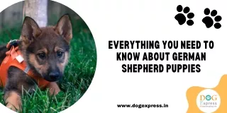 Everything You Need to Know about German Shepherd Puppies