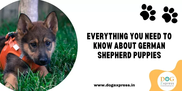 everything you need to know about german shepherd