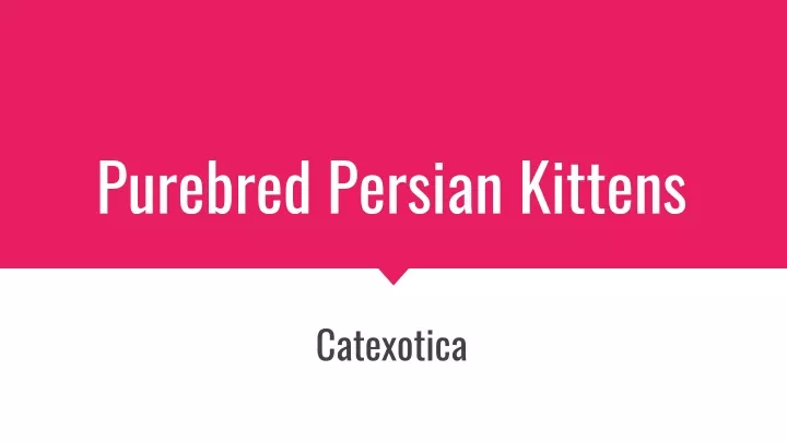 purebred persian kittens