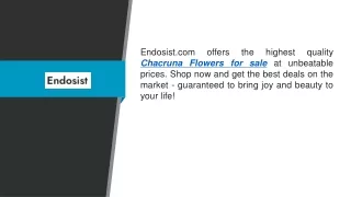 Chacruna Flowers For Sale Endosist.com