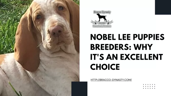 nobel lee puppies breeders why it s an excellent