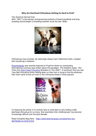 why are deerhead chihuahuas getting so hard