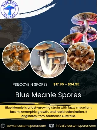 Buy High-Quality Blue Meanie Mushroom Spores at Blue Stem Spores