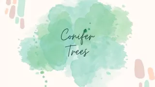How to Plant Conifer Trees?