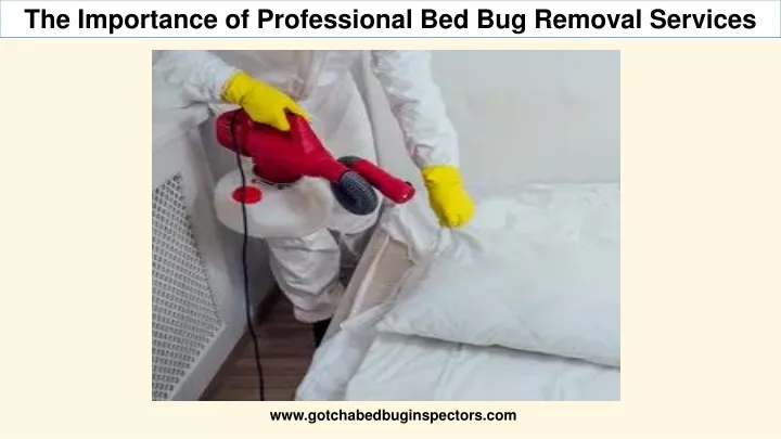 the importance of professional bed bug removal