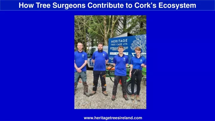 how tree surgeons contribute to cork s ecosystem