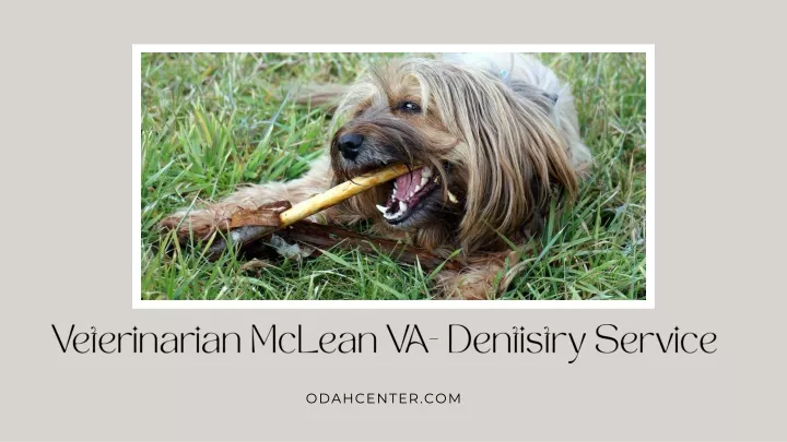 veterinarian mclean va dentistry service