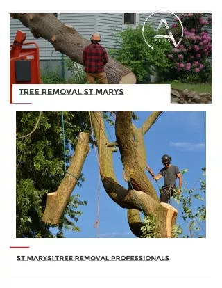 Tree Removal St Marys