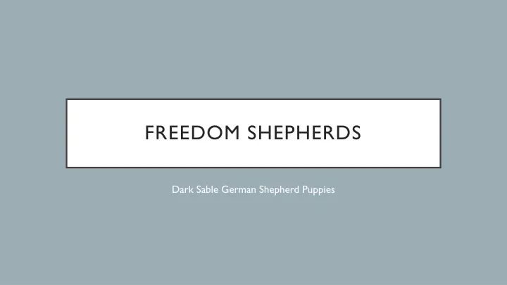 freedom shepherds