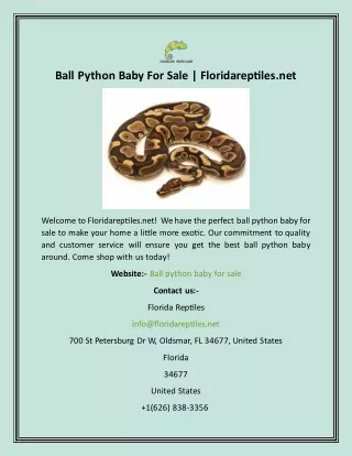 Ball Python Baby For Sale  Floridareptiles.net