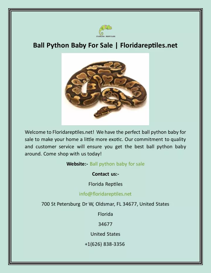 ball python baby for sale floridareptiles net