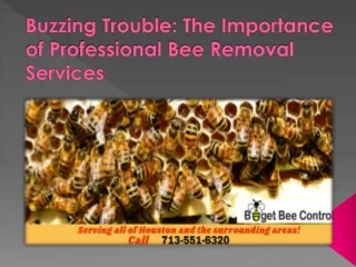 Buzzing Trouble The Importance of Professional Bee Removal Services