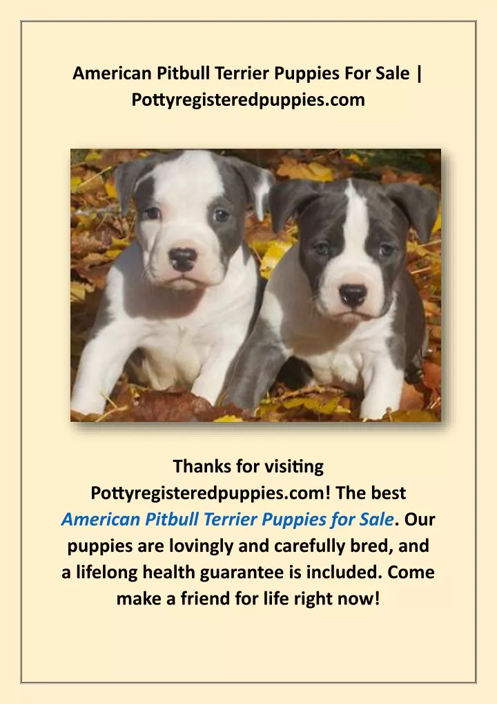 american pitbull terrier puppies for sale