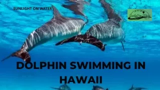 Book Your Dolphin Swimming in Hawaii with Sunlight On Water