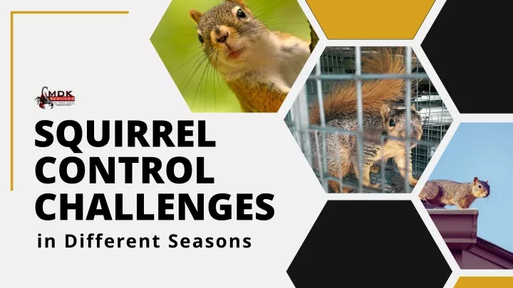 squirrel control challenges