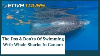 The Dos & Don'ts Of Swimming With Whale Sharks In Cancun