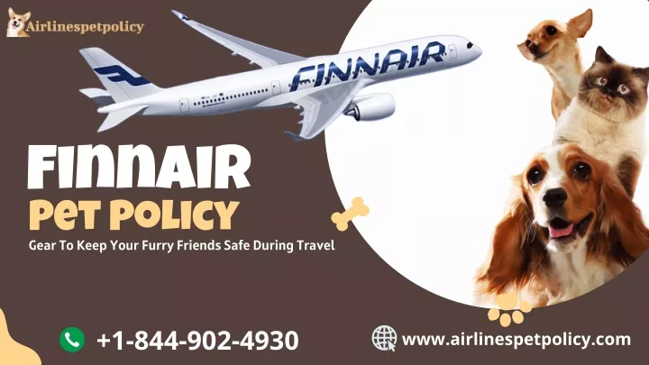 finnair pet policy gear to keep your furry