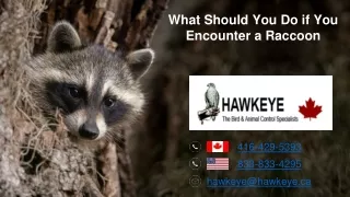 What Should You Do if You Encounter a Raccoon