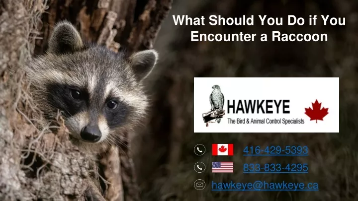 what should you do if you encounter a raccoon