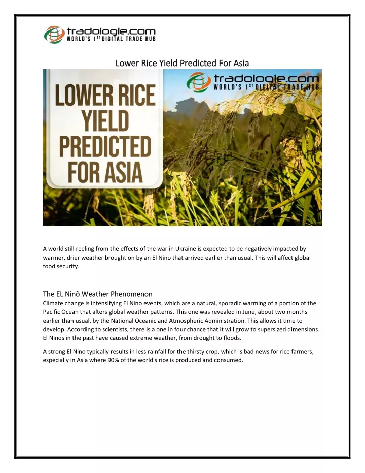 lower rice yield predicted for asia lower rice
