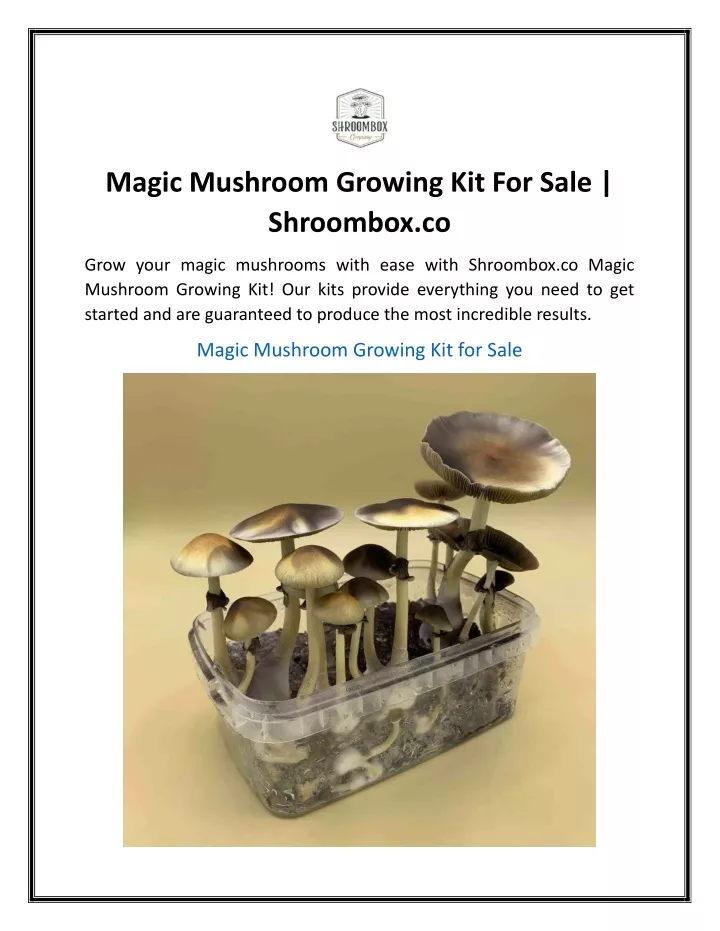 magic mushroom growing kit for sale shroombox co