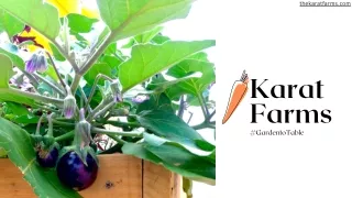 Karat Farms One Stop Solution for All the Gardening Needs