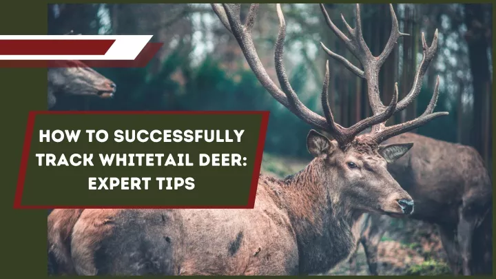 how to successfully track whitetail deer expert