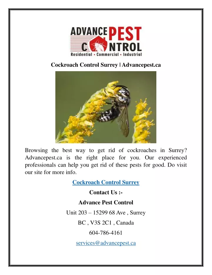 cockroach control surrey advancepest ca