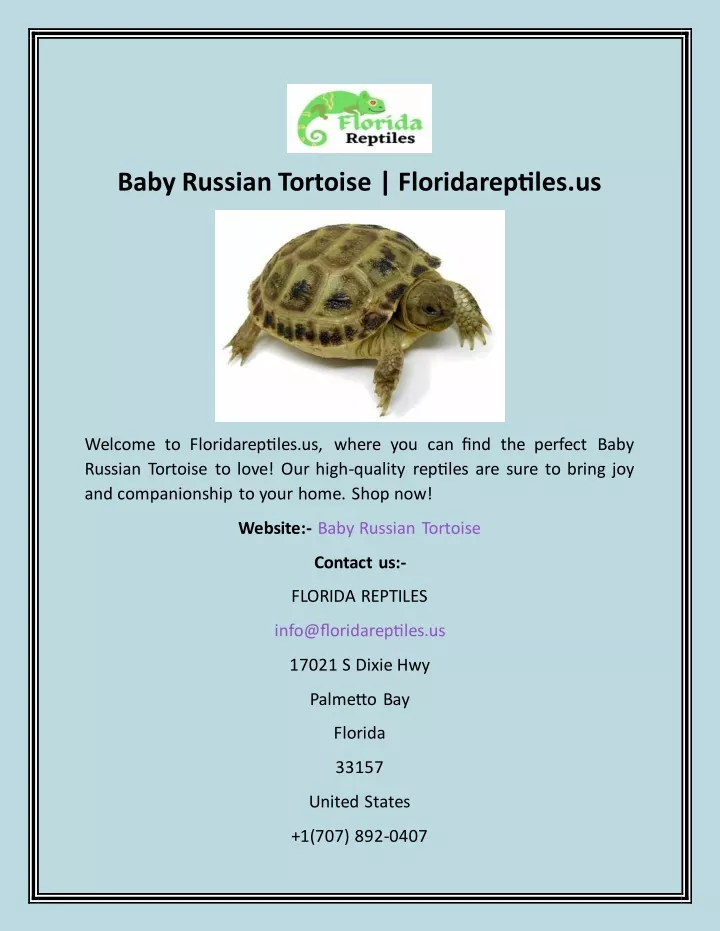 baby russian tortoise floridareptiles us