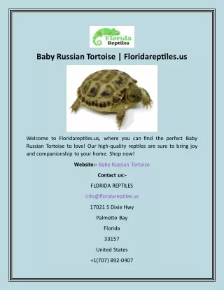 Baby Russian Tortoise  Floridareptiles.us
