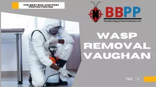How Dangerous Wasps are and why they are so Dangerous -bbpp