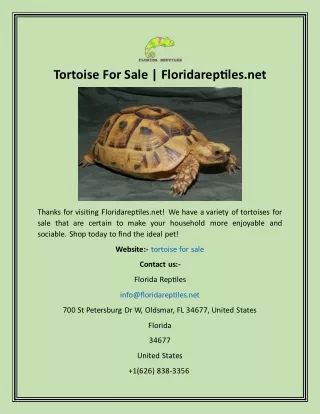 Tortoise For Sale  Floridareptiles.net