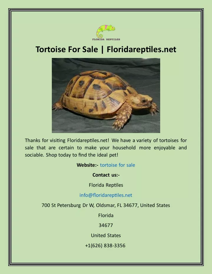 tortoise for sale floridareptiles net